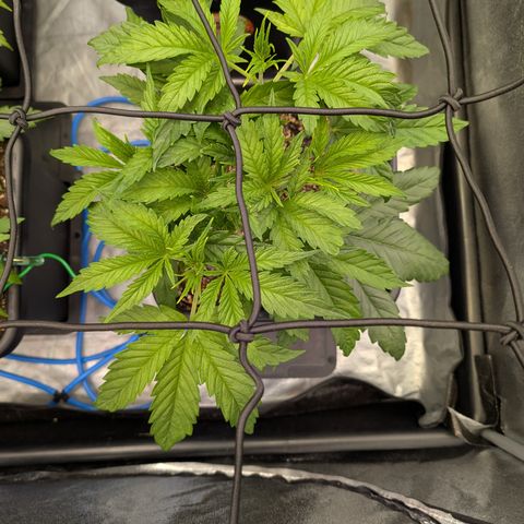 Gelato 44  growlog timeline photo