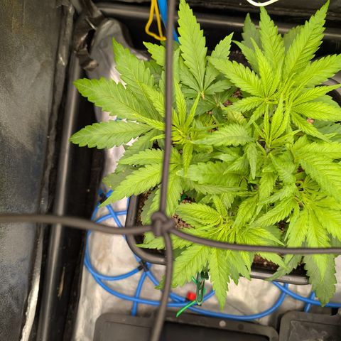 Kali Dog 🐕 growlog timeline photo