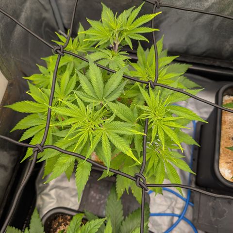 Buddha #3 growlog timeline photo