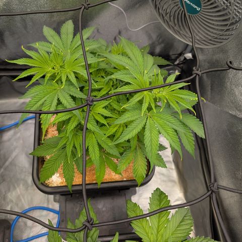 Buddha #2 growlog timeline photo