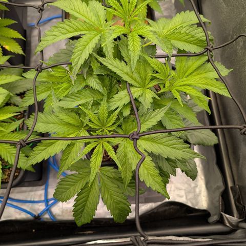 Gelato 44  growlog timeline photo