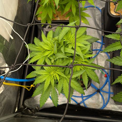 Kali Dog 🐕 growlog timeline photo