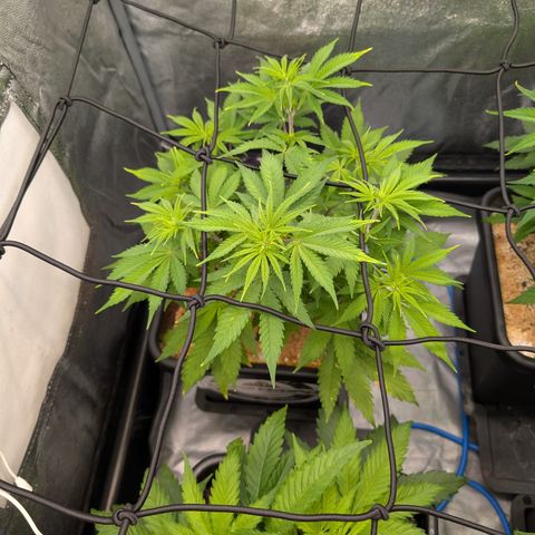 Buddha #3 growlog timeline photo