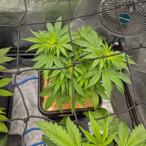 Buddha #2 growlog timeline photo