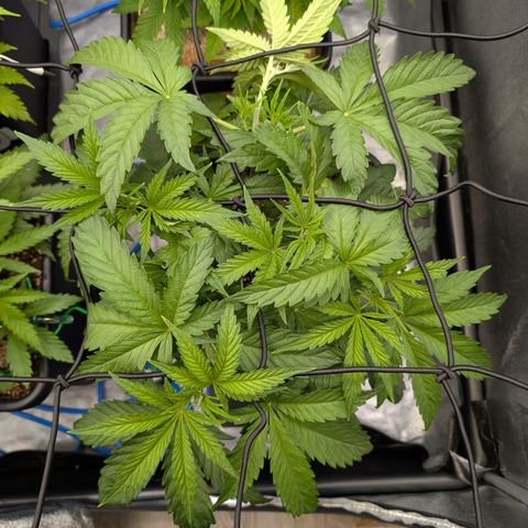 Gelato 44  growlog timeline photo