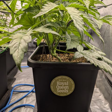 Gelato 44  growlog timeline photo