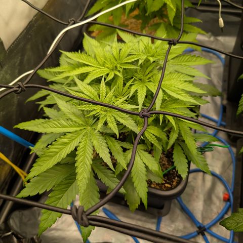 Kali Dog 🐕 growlog timeline photo