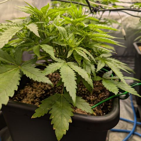 Kali Dog 🐕 growlog timeline photo