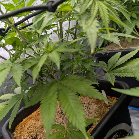 Buddha #3 growlog timeline photo