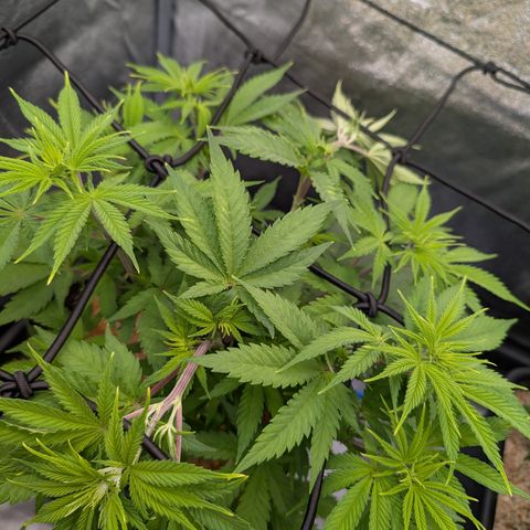Buddha #3 growlog timeline photo