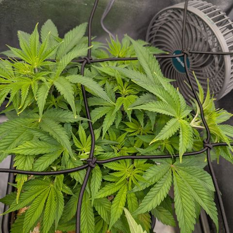 Buddha #2 growlog timeline photo