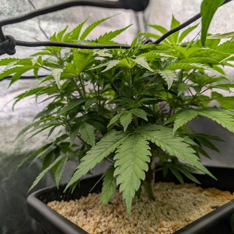 Buddha #2 growlog timeline photo