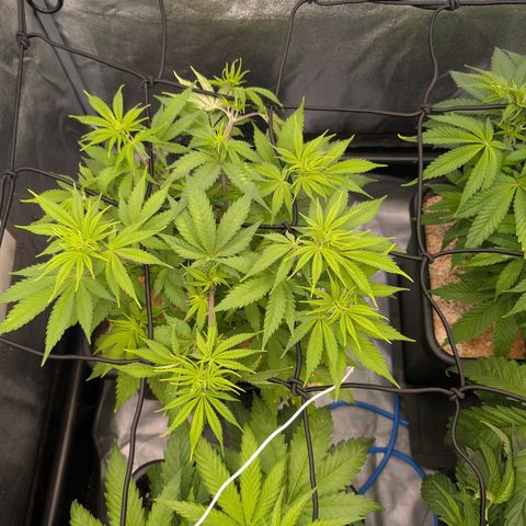 Buddha #3 growlog timeline photo