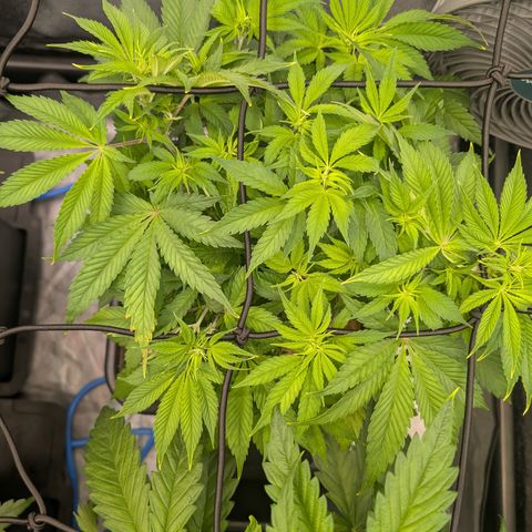 Buddha #2 growlog timeline photo