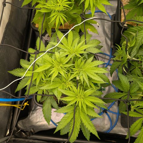 Kali Dog 🐕 growlog timeline photo