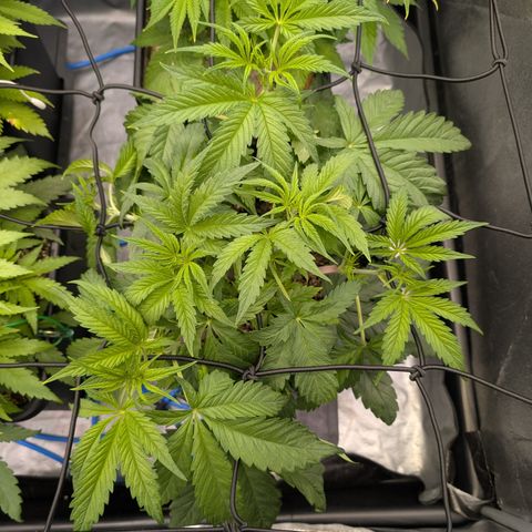 Gelato 44  growlog timeline photo