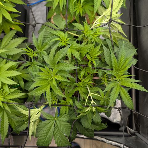 Gelato 44  growlog timeline photo
