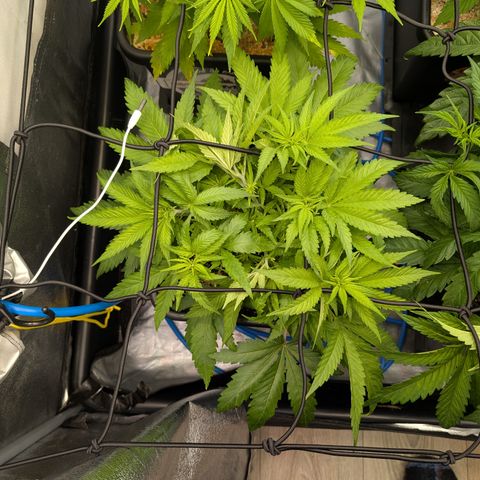 Kali Dog 🐕 growlog timeline photo