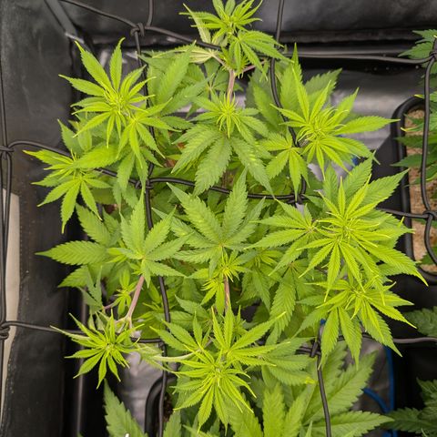 Buddha #3 growlog timeline photo