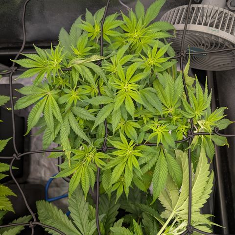 Buddha #2 growlog timeline photo