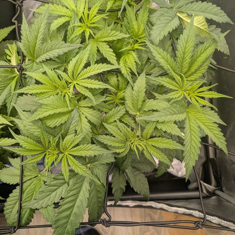 Gelato 44  growlog timeline photo