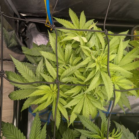 Kali Dog 🐕 growlog timeline photo
