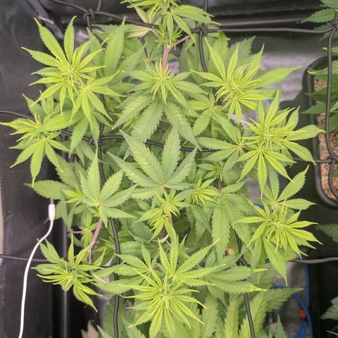 Buddha #3 growlog timeline photo