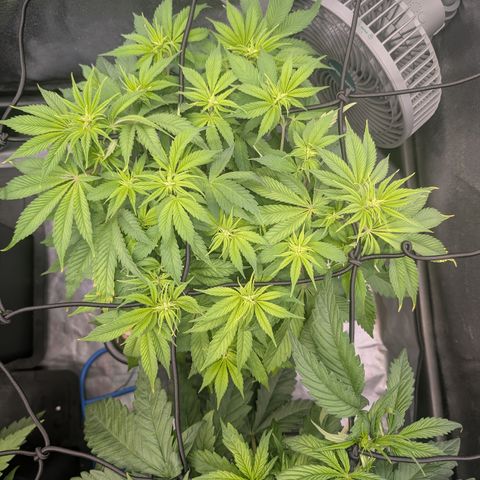 Buddha #2 growlog timeline photo