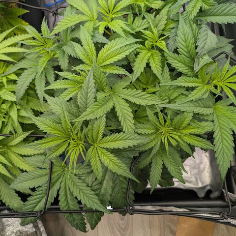 Gelato 44  growlog timeline photo