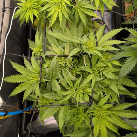 Kali Dog 🐕 growlog timeline photo