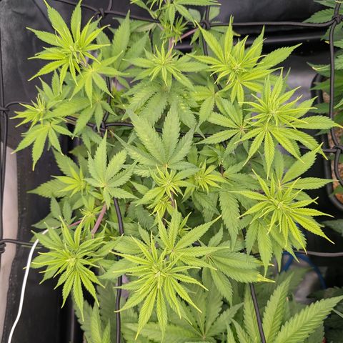 Buddha #3 growlog timeline photo