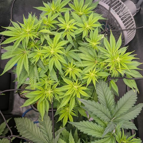 Buddha #2 growlog timeline photo