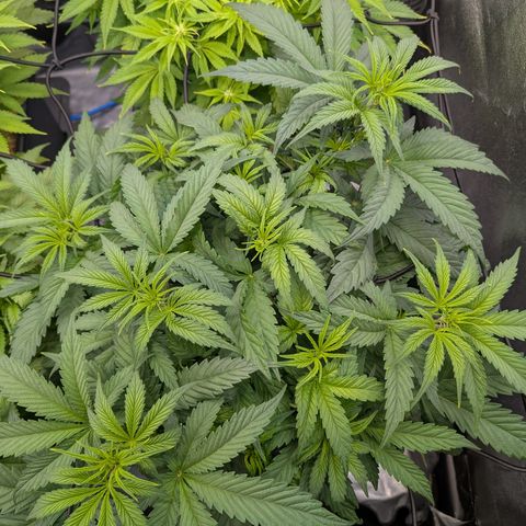 Gelato 44  growlog timeline photo