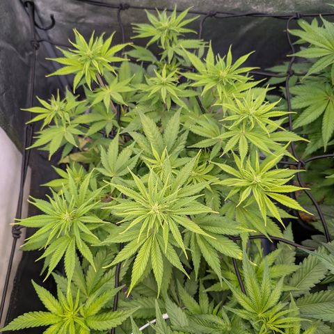 Buddha #3 growlog timeline photo