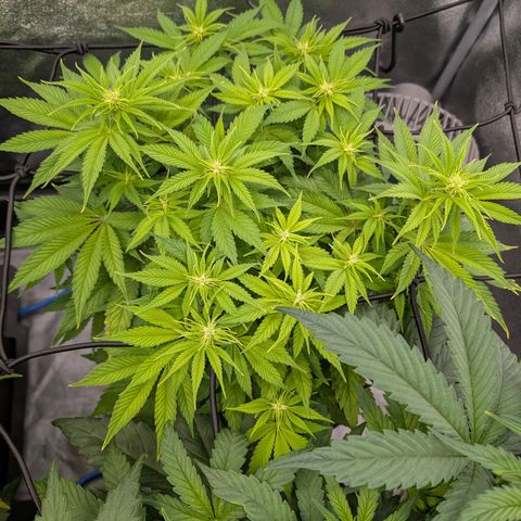Buddha #2 growlog timeline photo