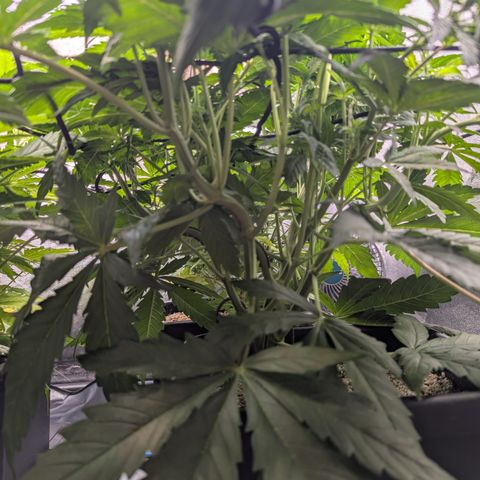 Gelato 44  growlog timeline photo