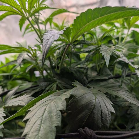 Gelato 44  growlog timeline photo