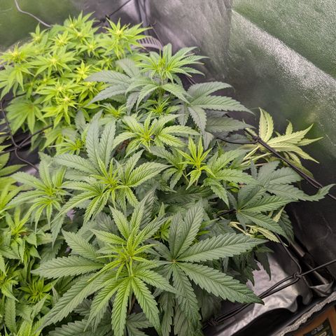 Gelato 44  growlog timeline photo