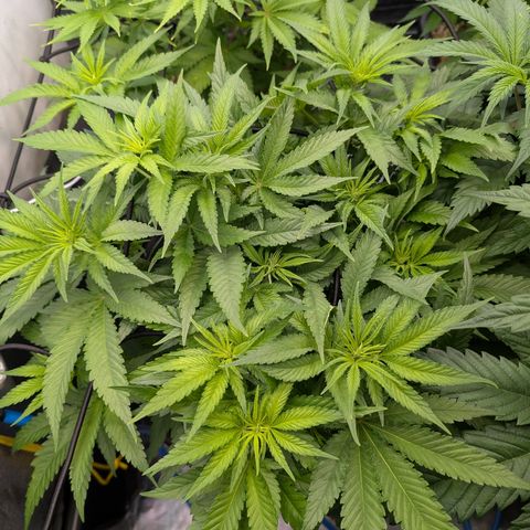 Kali Dog 🐕 growlog timeline photo