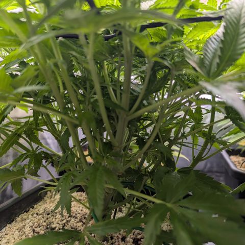 Kali Dog 🐕 growlog timeline photo