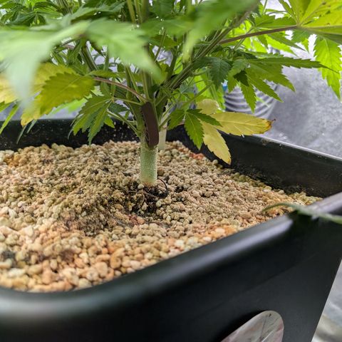 Buddha #3 growlog timeline photo