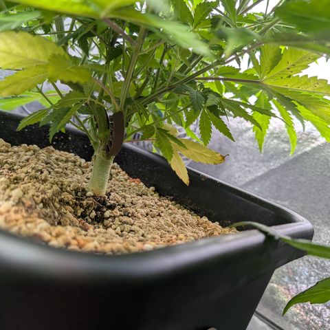 Buddha #3 growlog timeline photo