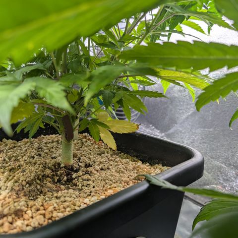 Buddha #3 growlog timeline photo