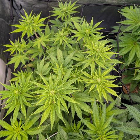 Buddha #2 growlog timeline photo