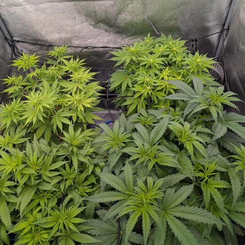 Buddha #2 growlog timeline photo