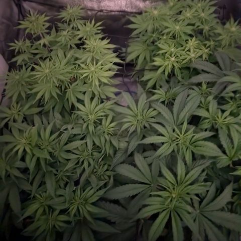 Buddha #2 growlog timeline photo