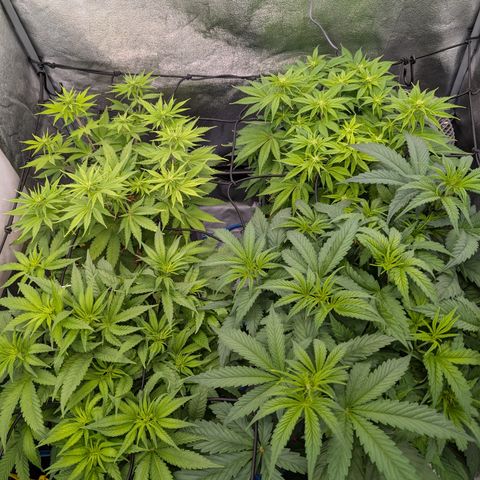 Buddha #2 growlog timeline photo
