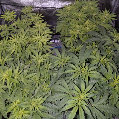 Buddha #2 growlog timeline photo