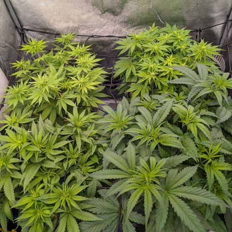Buddha #2 growlog timeline photo