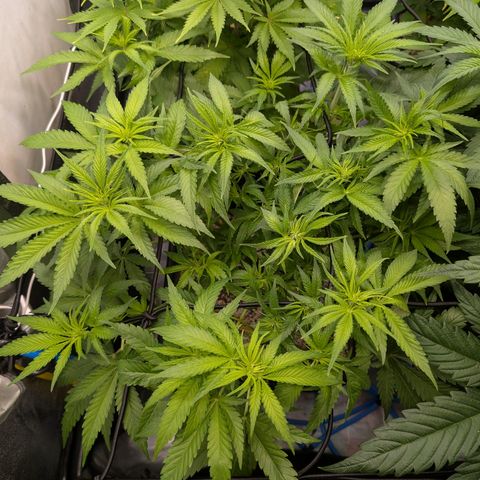 Kali Dog 🐕 growlog timeline photo